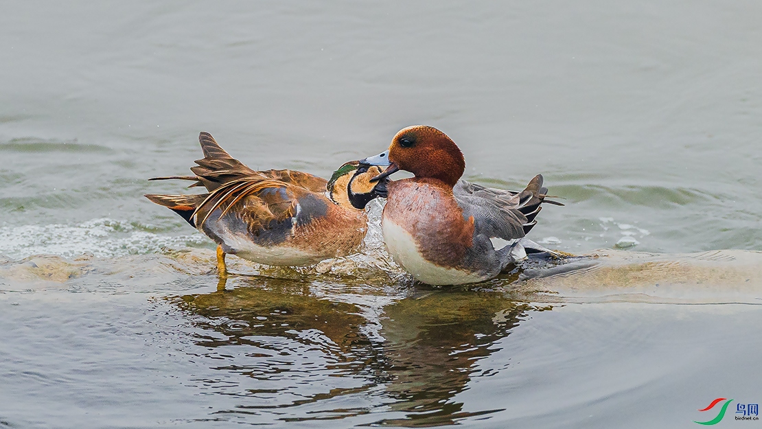 �ѷ��ѽ� 3.jpg