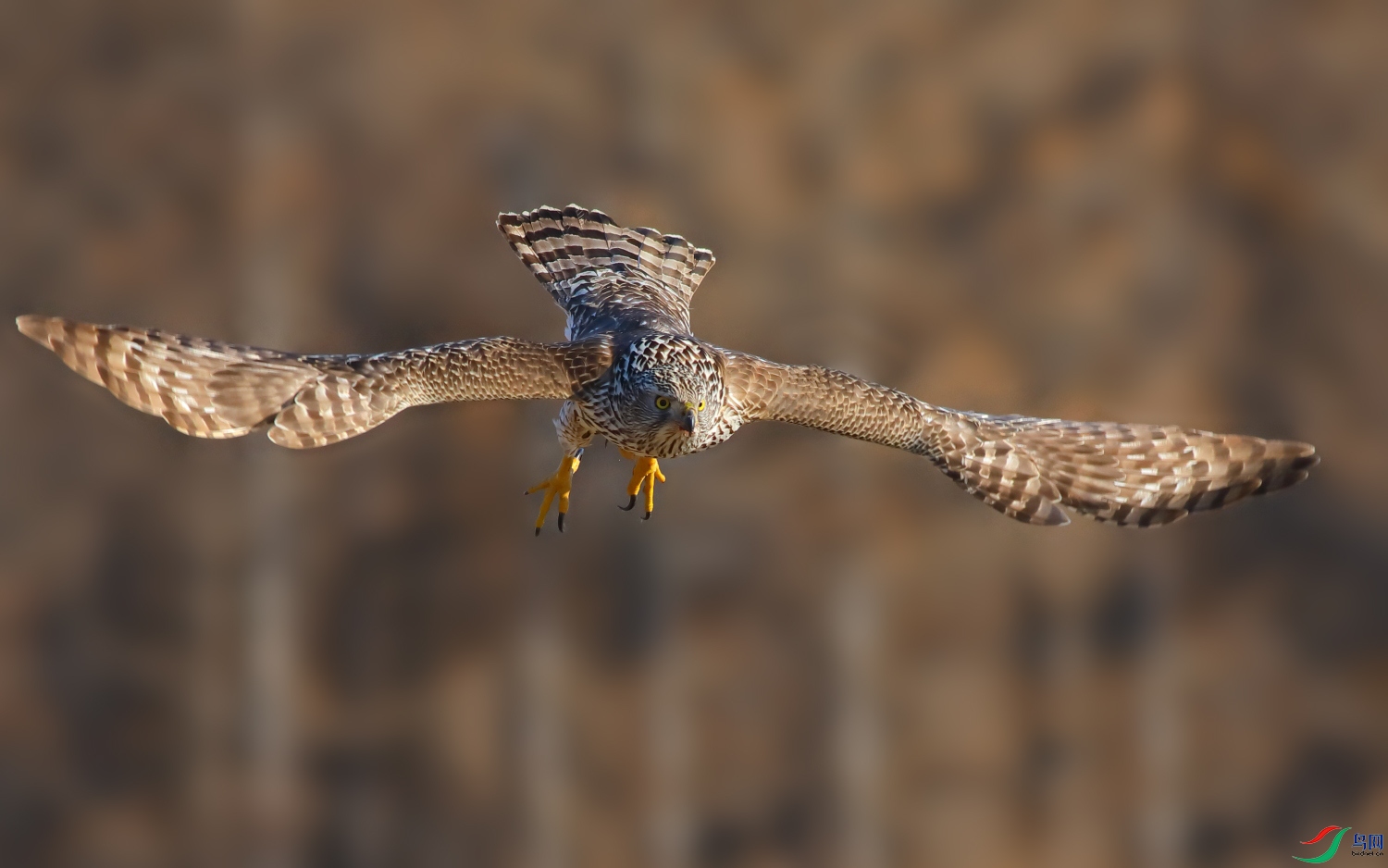 俯冲的苍鹰