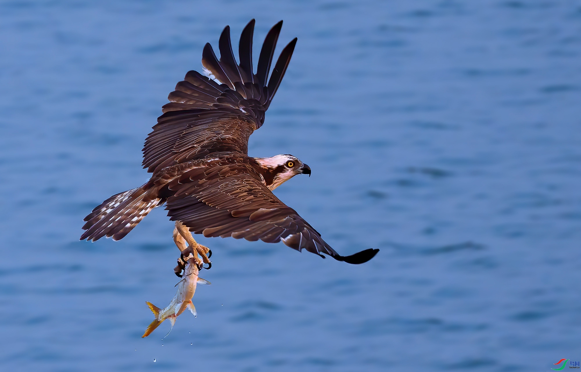 清风&细雨老师作品----鹗鹰捕鱼 荣获2021年1月11日 每日佳作!jpg