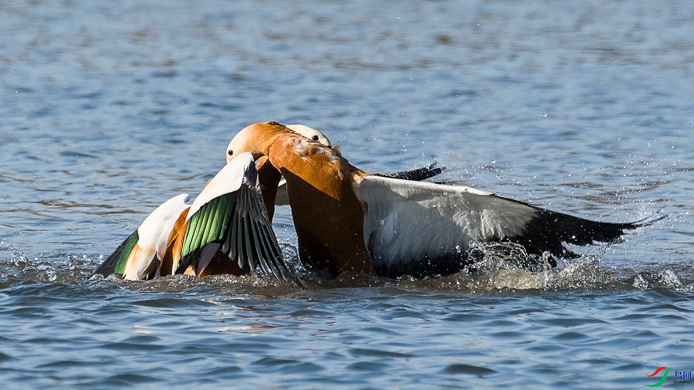 XC5_5662 - ����.jpg