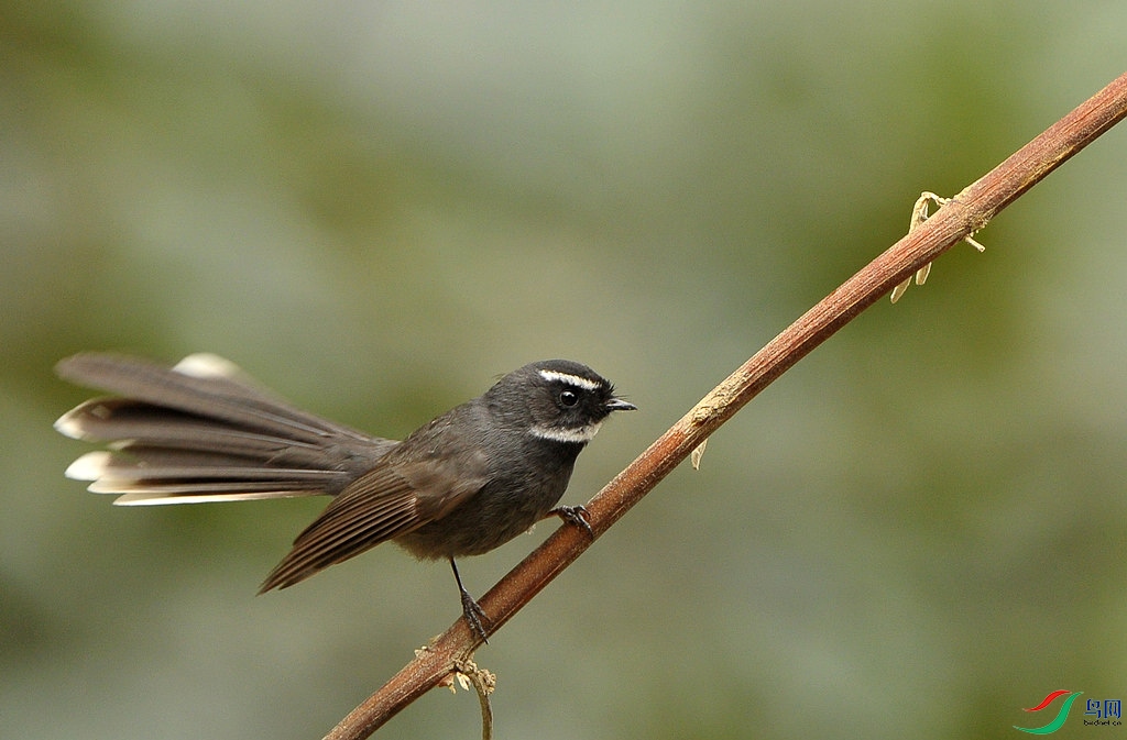 DSC_8930  2.jpg