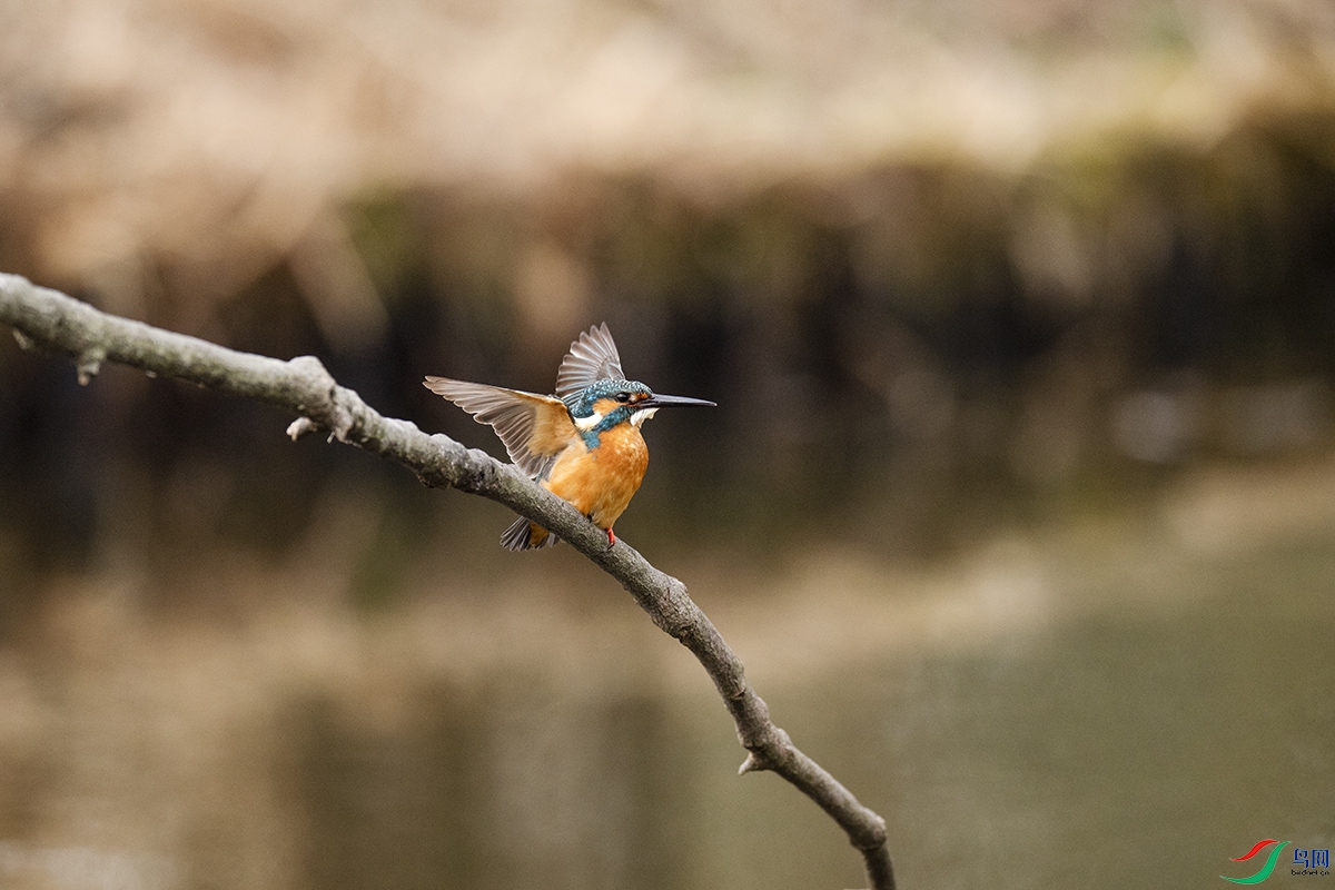 DSC_p3414.jpg