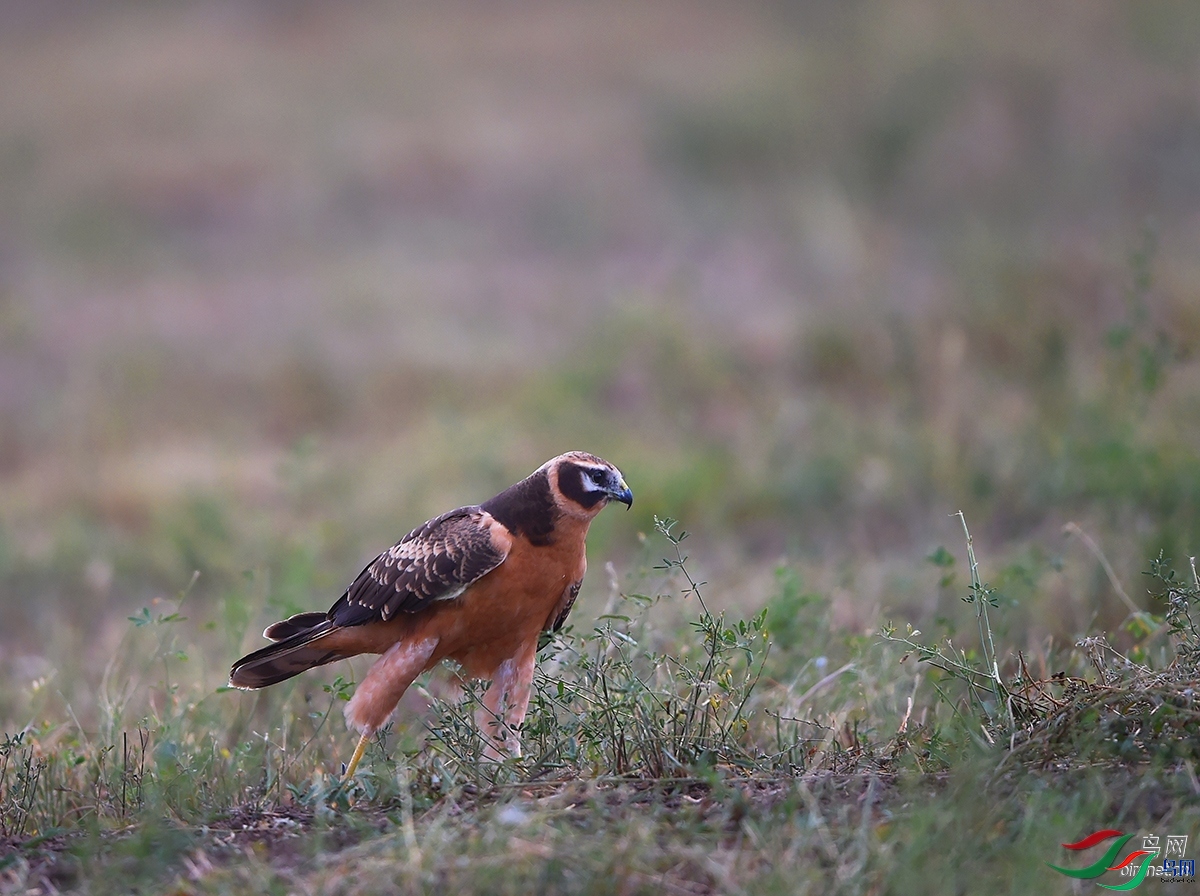 ����ϸ�� ��ʦ�����ڰ���̩����.jpg