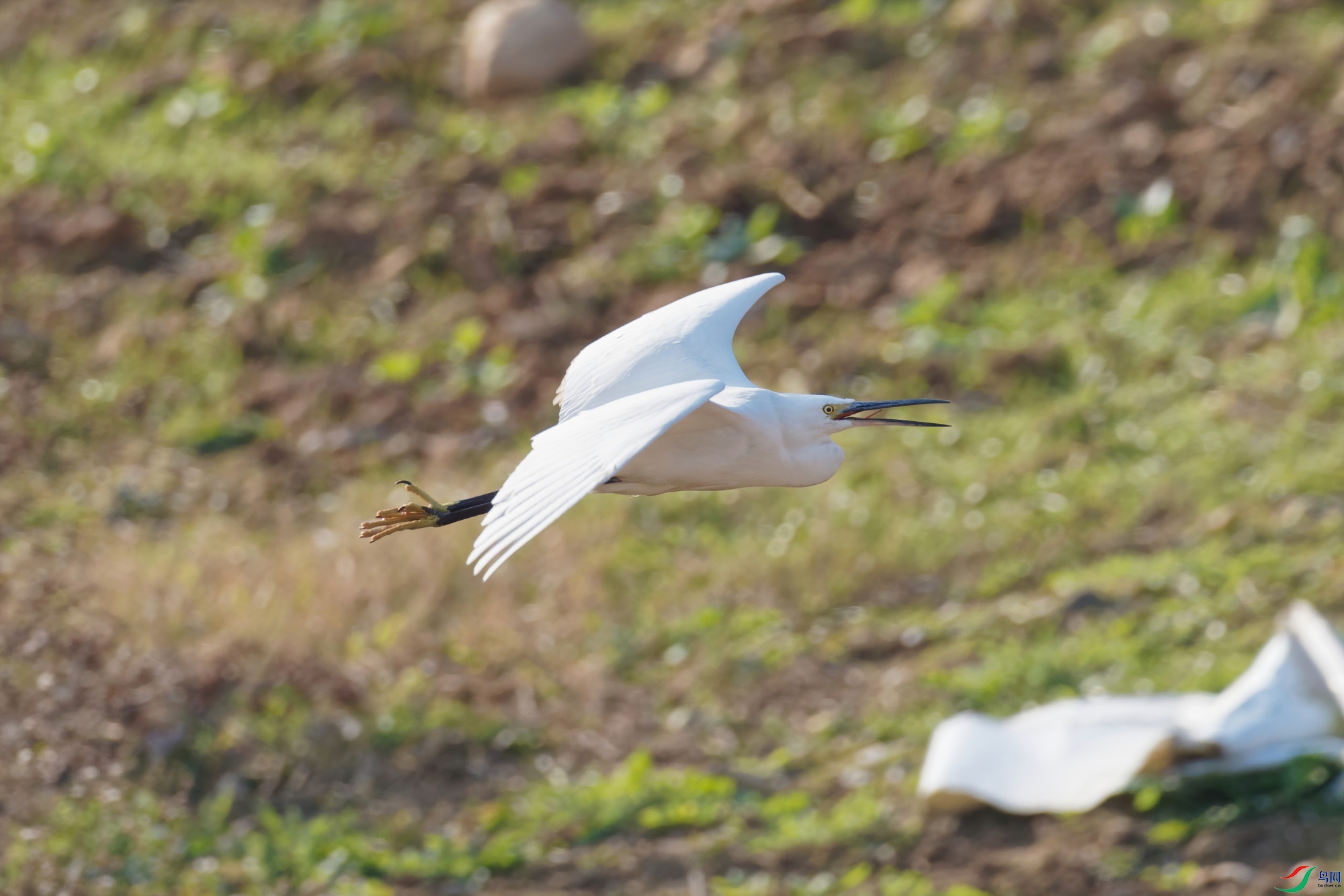 P1170029_DxO-d2.jpg