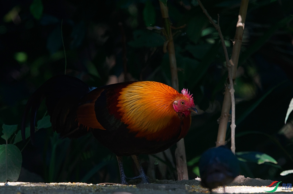 DSC_4899_DxOa.jpg