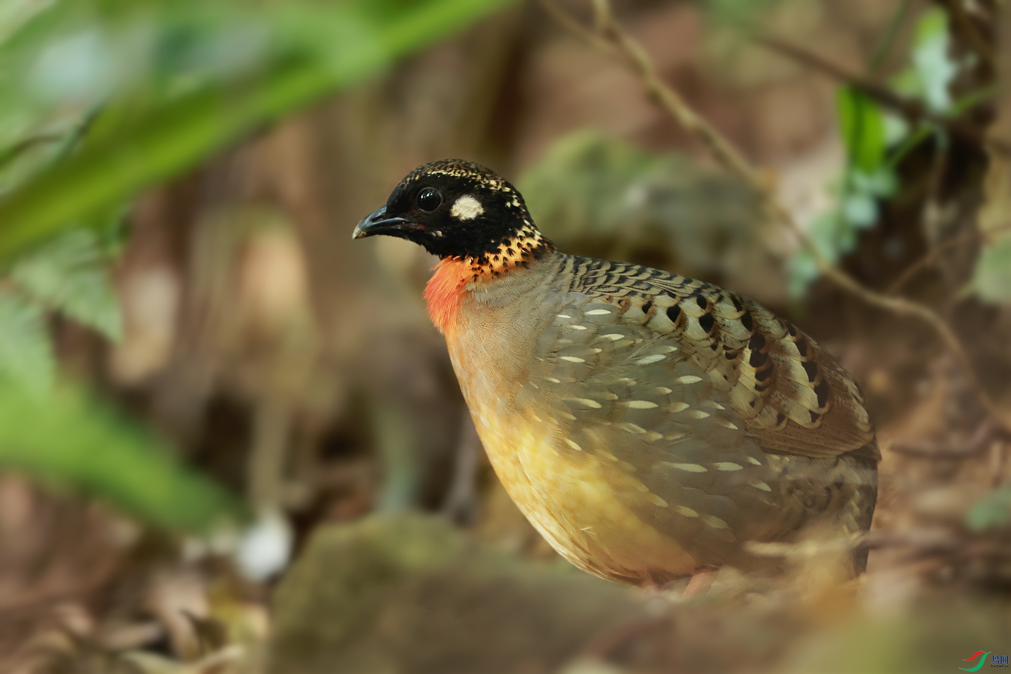 国家重点一级保护野生动物海南山鹧鸪