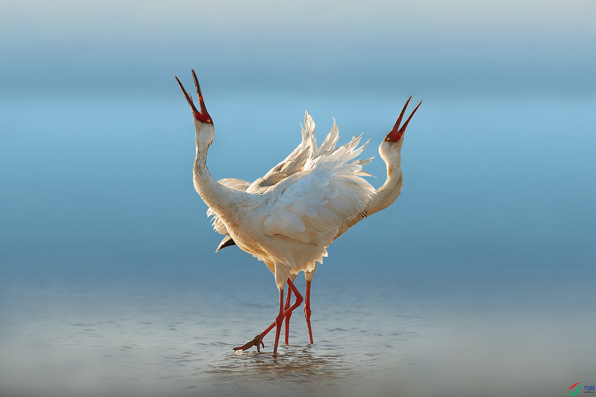 [水鳥] 仰天長嘯----(恭賀獲首頁精華)