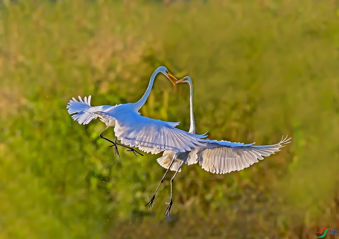 DSC_7199.jpg-.jpg