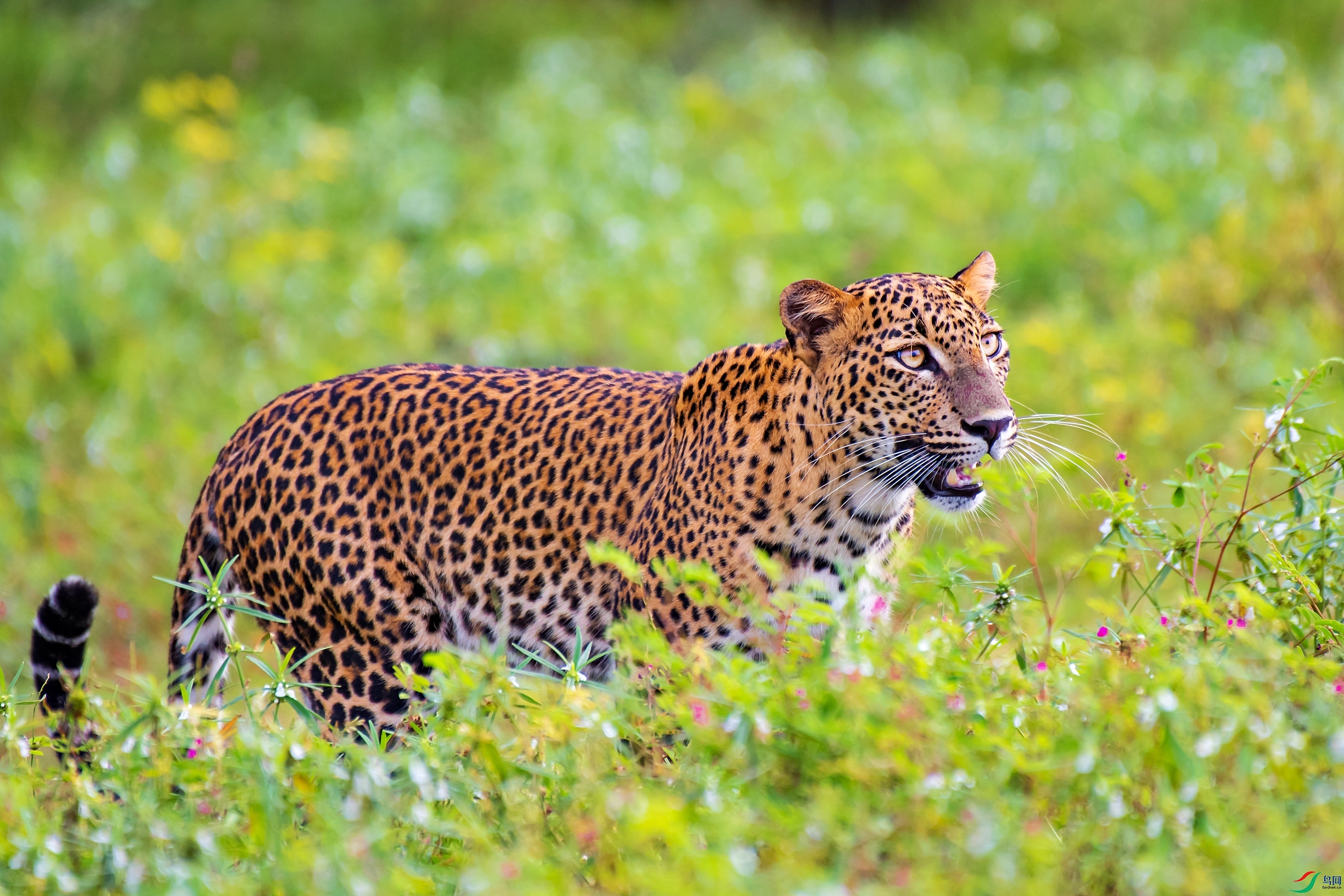 花豹(祝贺荣获首页动物精华)