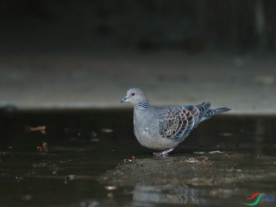DSC20210118211.jpg