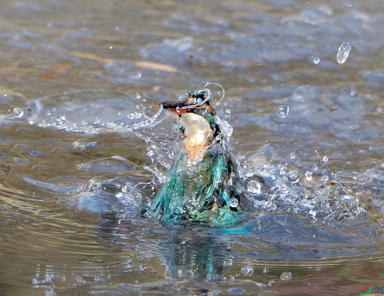 DSC_0384.jpg