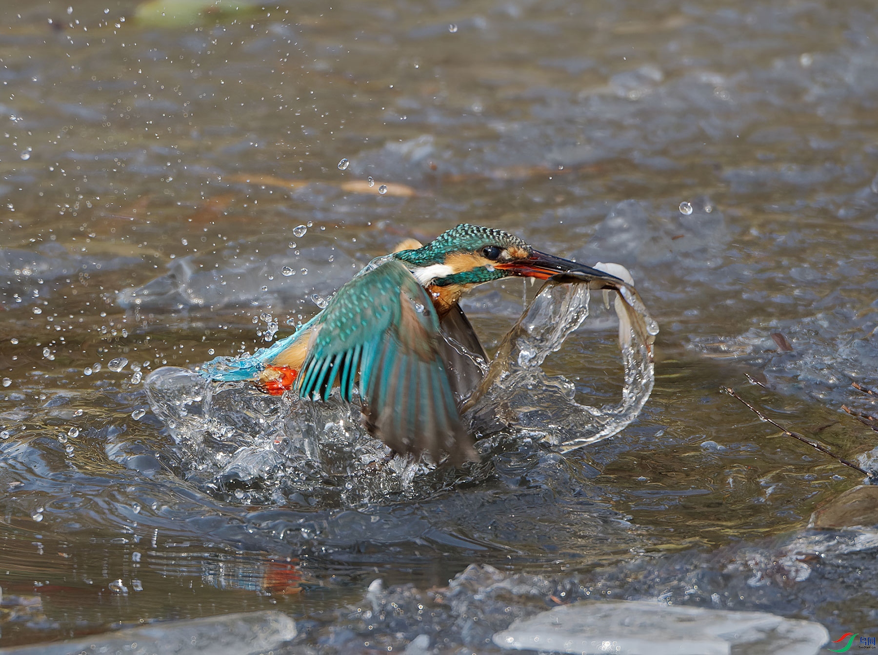 DSC_0284.jpg