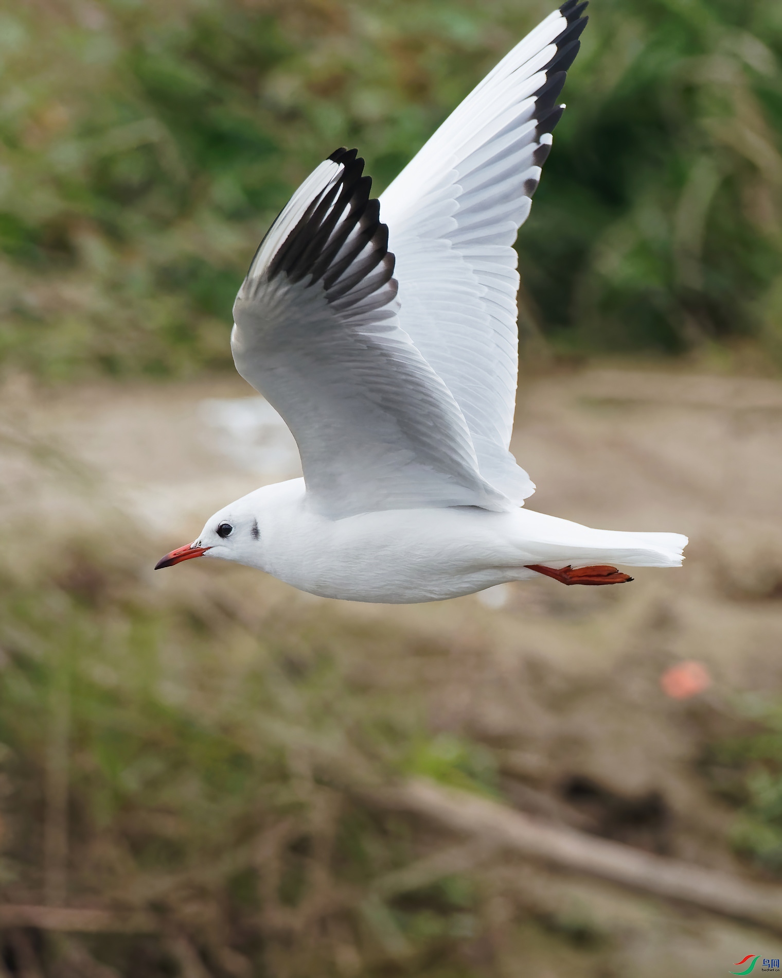 PC120602_DxO-d2.jpg