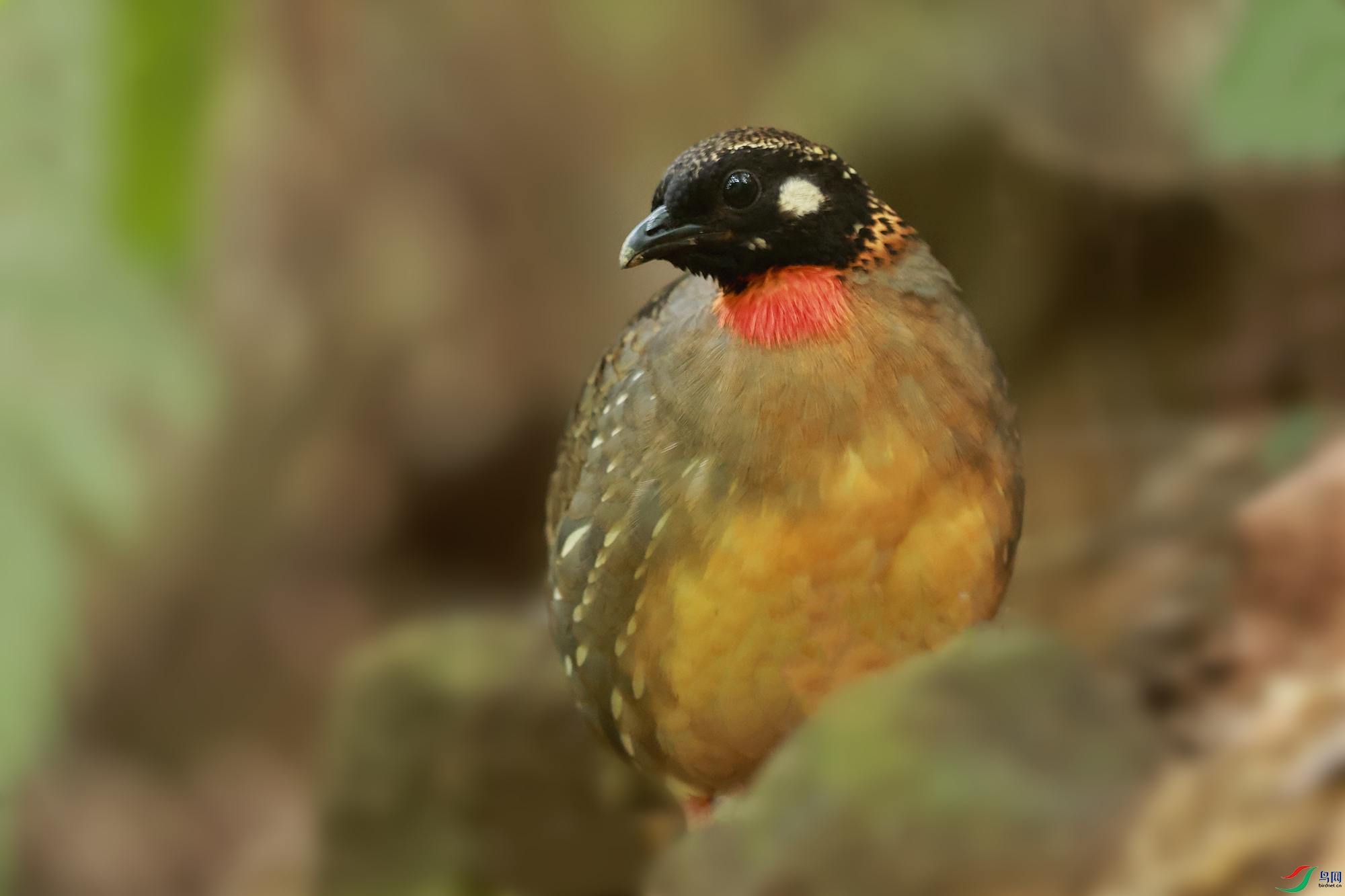 1C9A4280_����.jpg