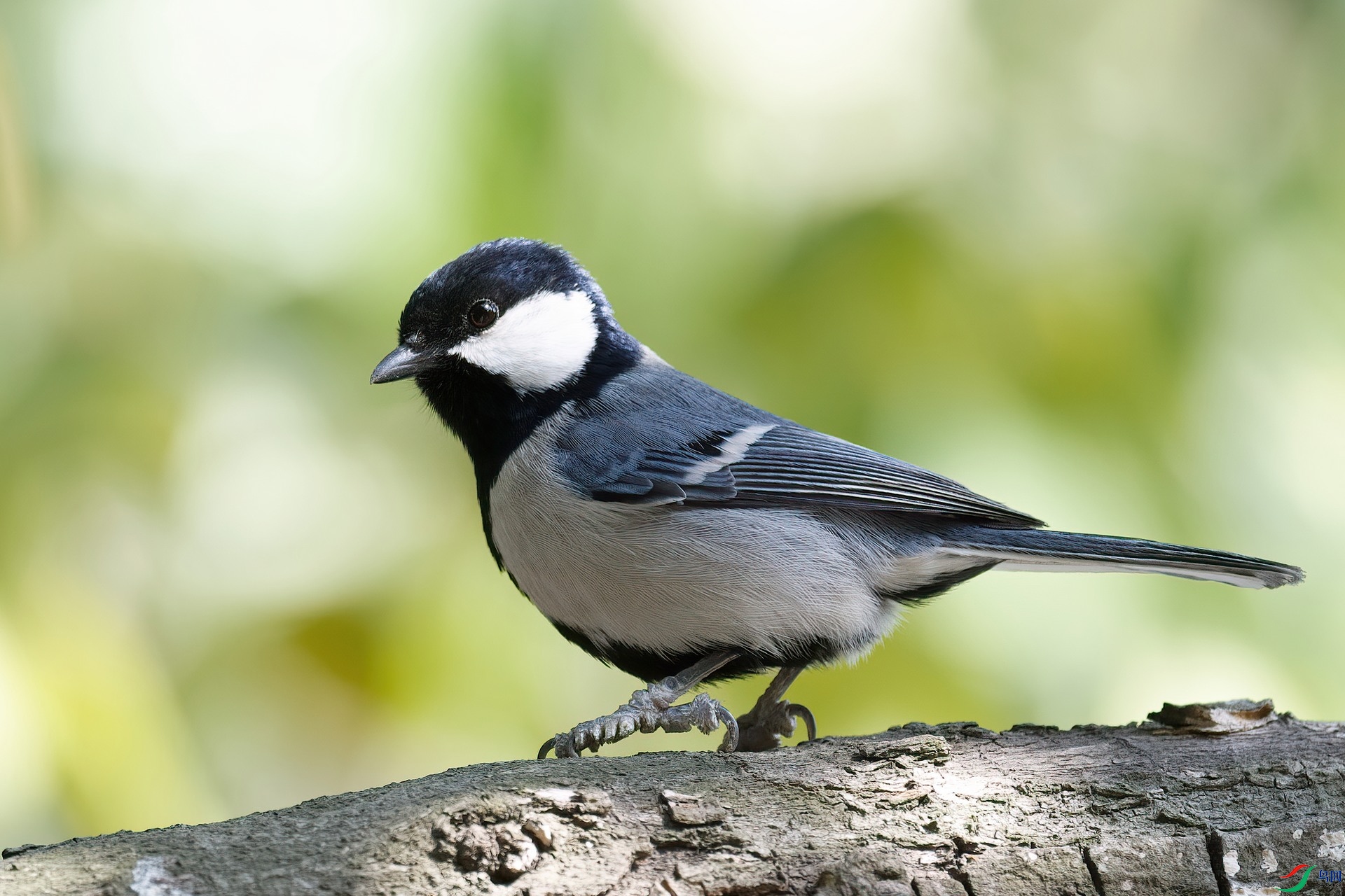 苍背山雀20210118