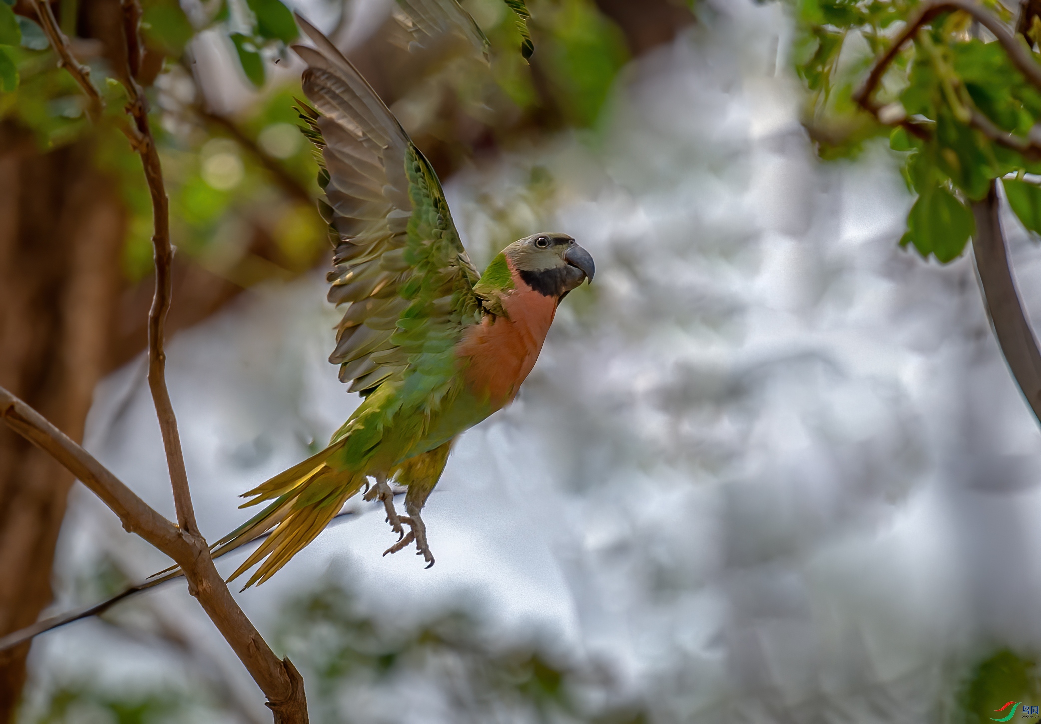 起飞绯胸鹦鹉