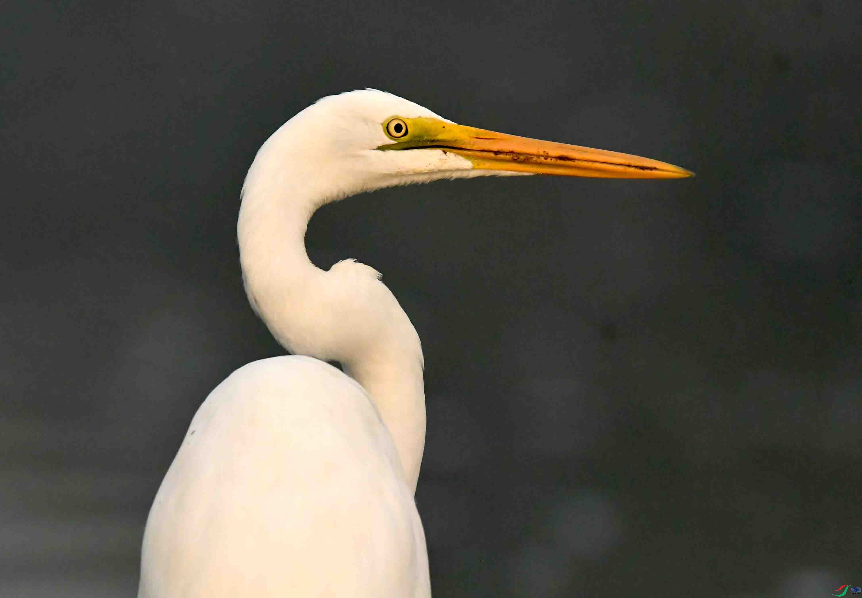 白鹭特写(摄于北京清河)