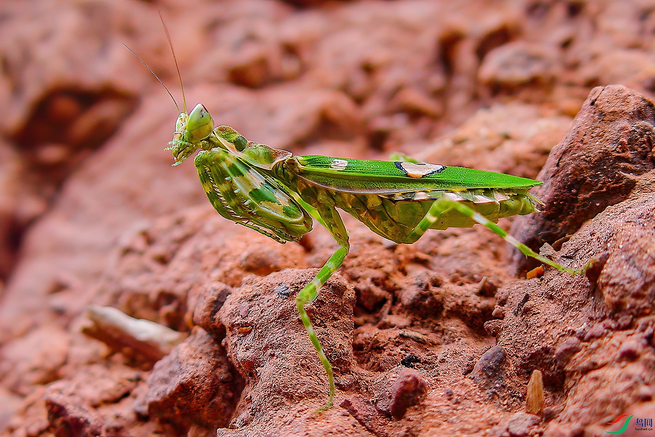红土地上的螳螂