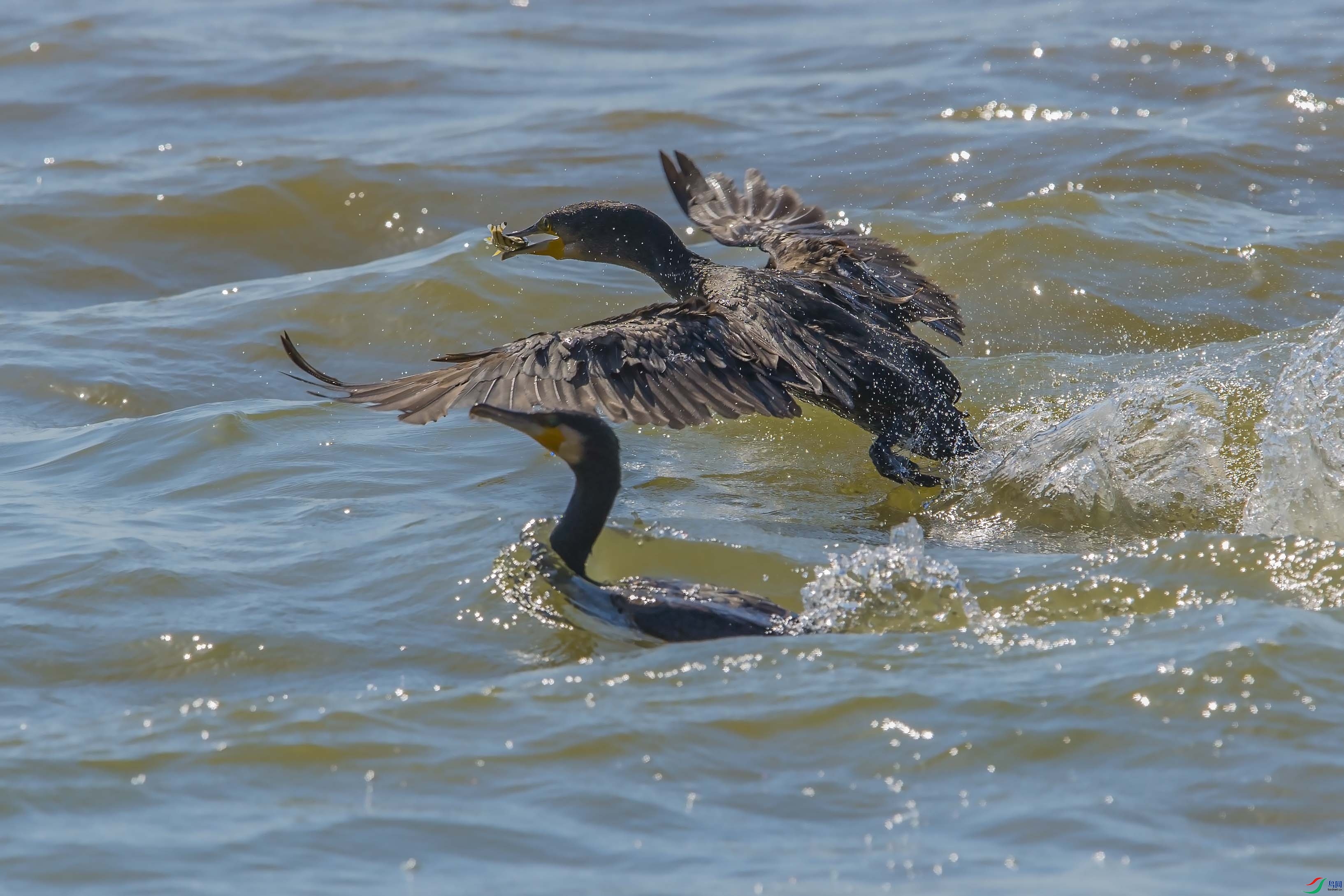 鸬鹚抢鱼