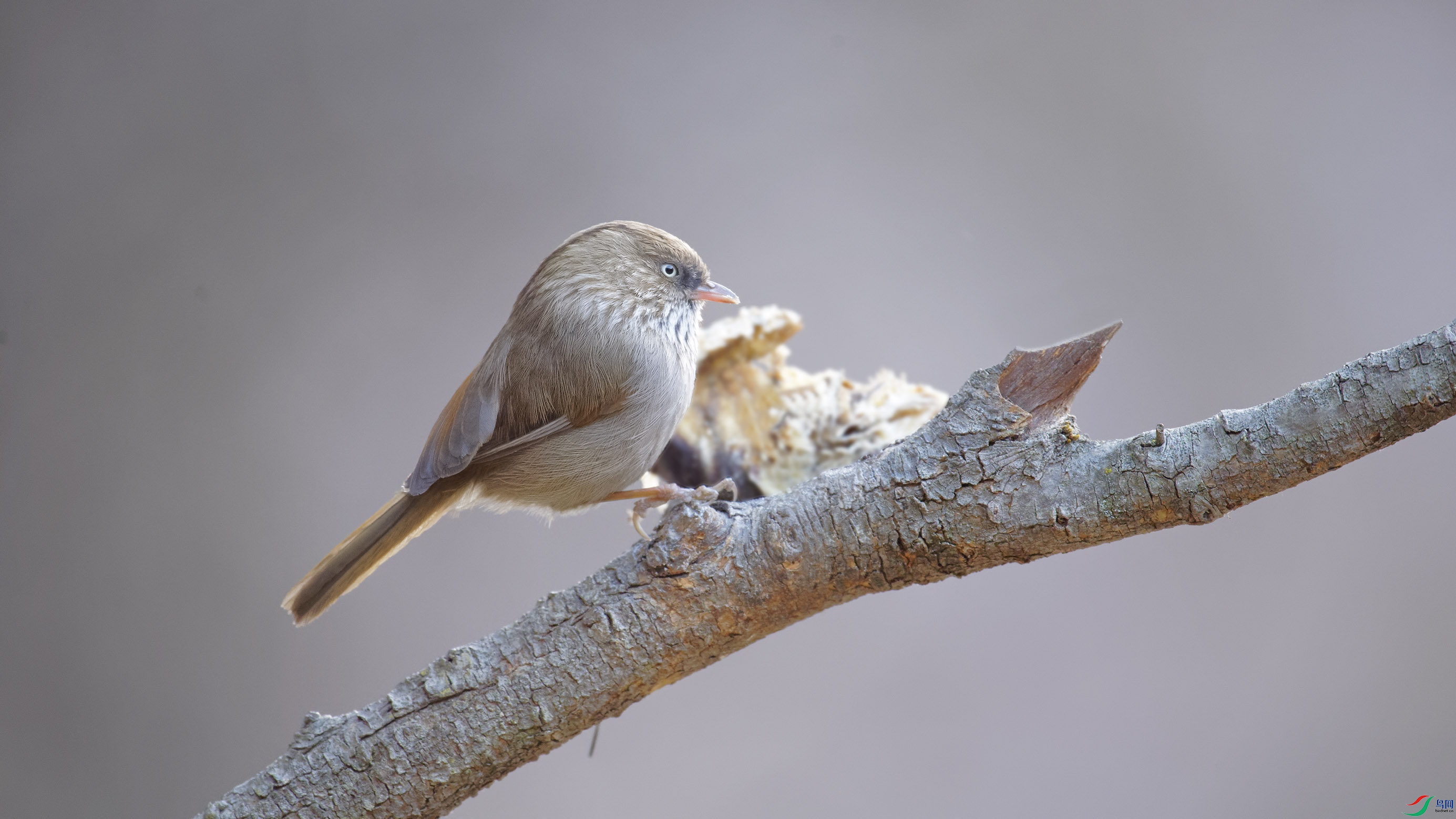 _DSC8303_DxO.jpg