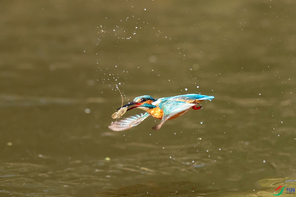 DSC_p3187.jpg