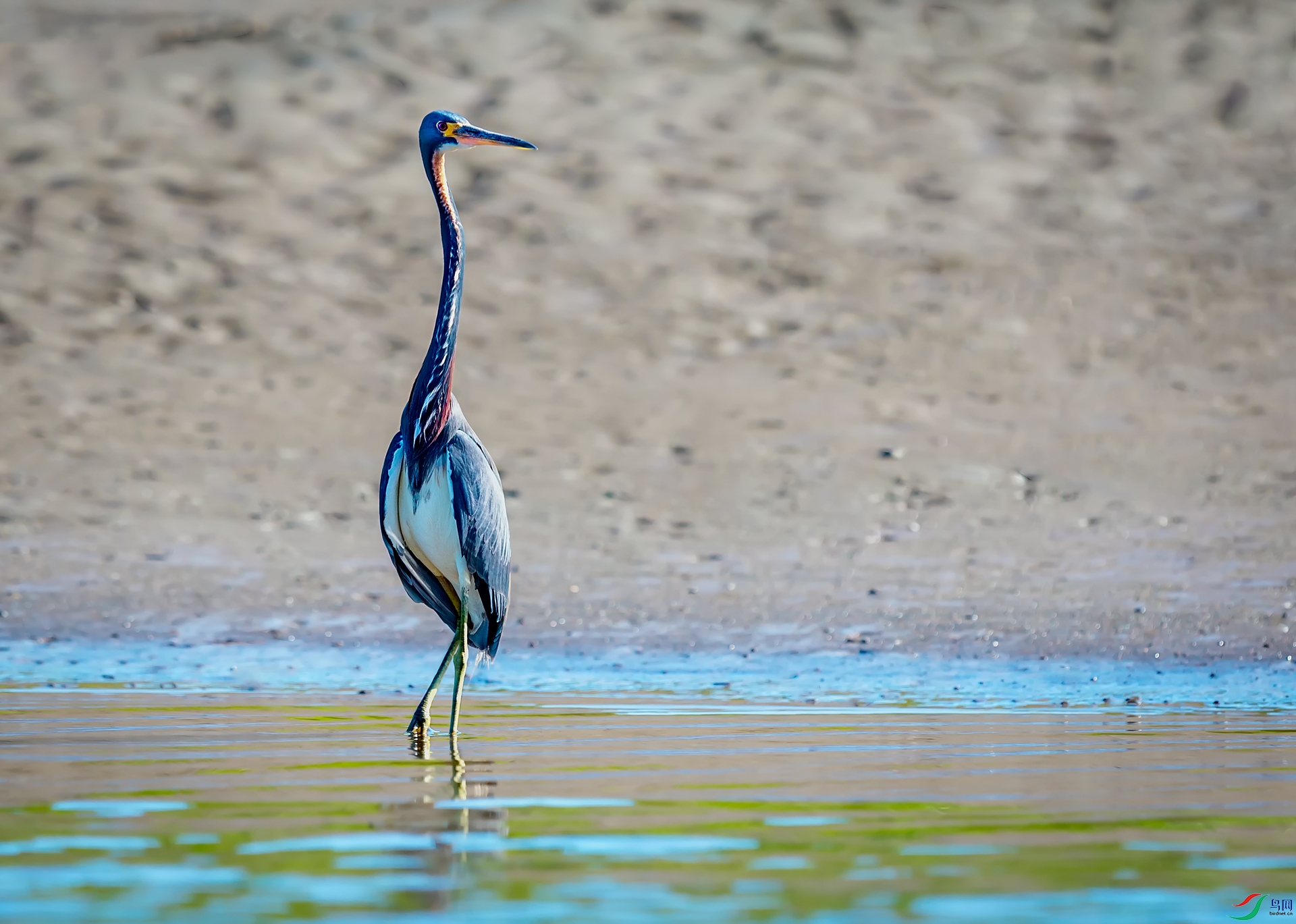 绅士风度三色鹭