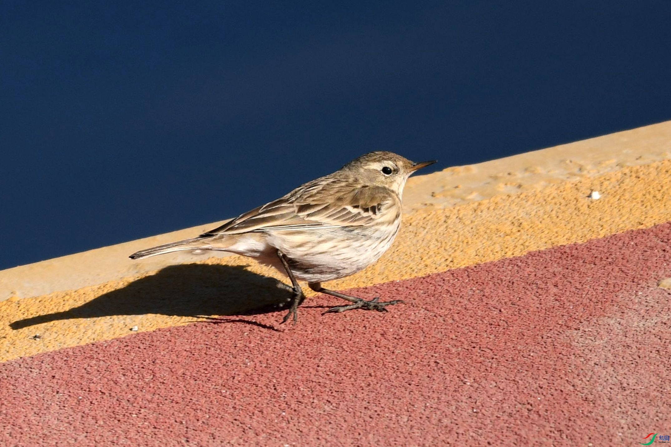 河边遛弯的水鹨