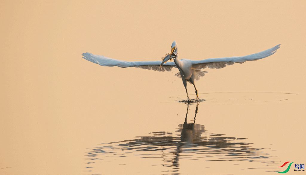 DSC_2784.gif
