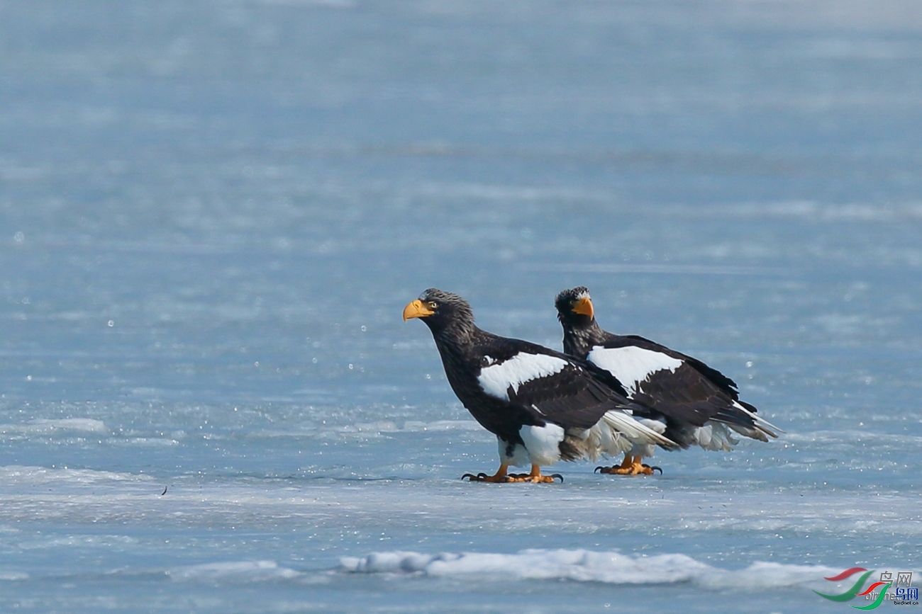 ��Ϳ��  ��ʦ�����ھ�����.jpg