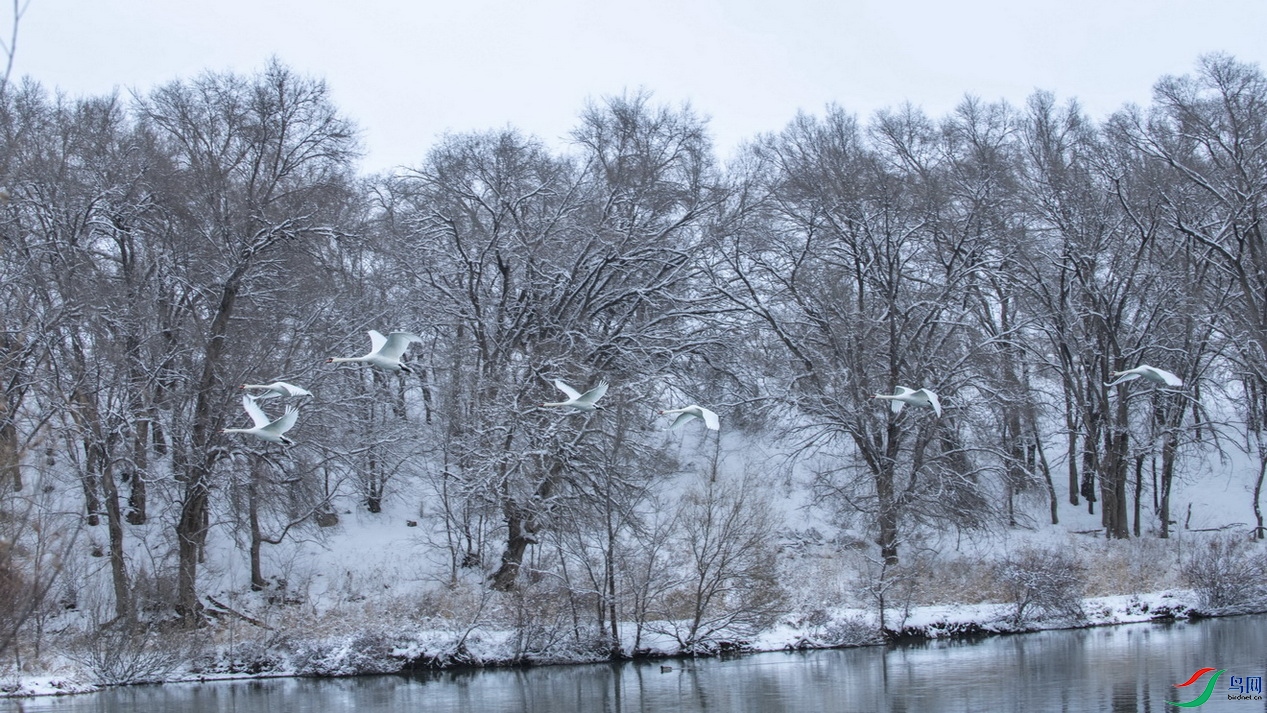 DSC_3637SF05.jpg