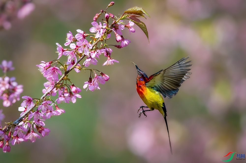 ӣ��֦ͷ�񷭷ɡ�����β̫����