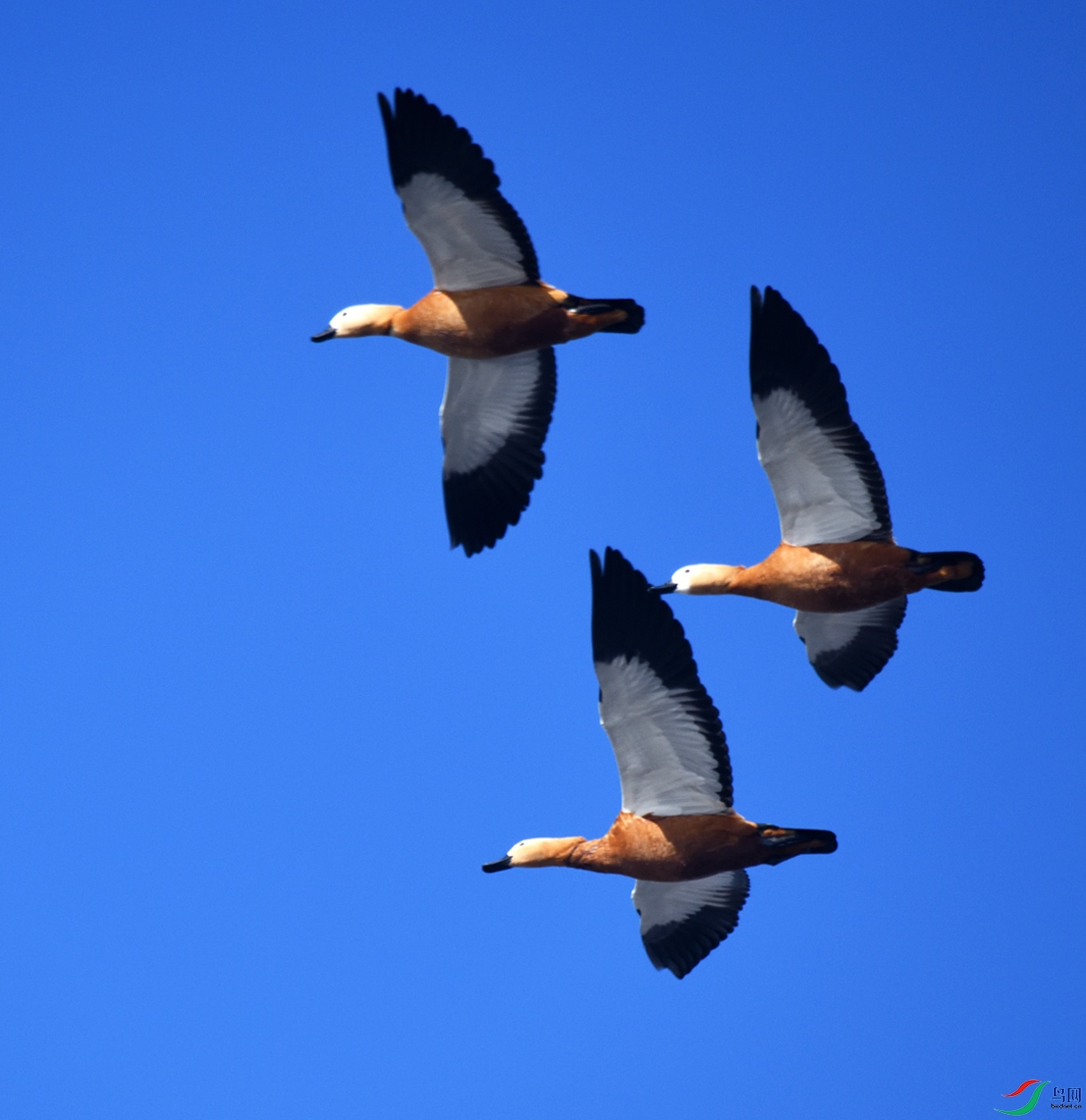 DSC_4872_00001-p-2.jpg