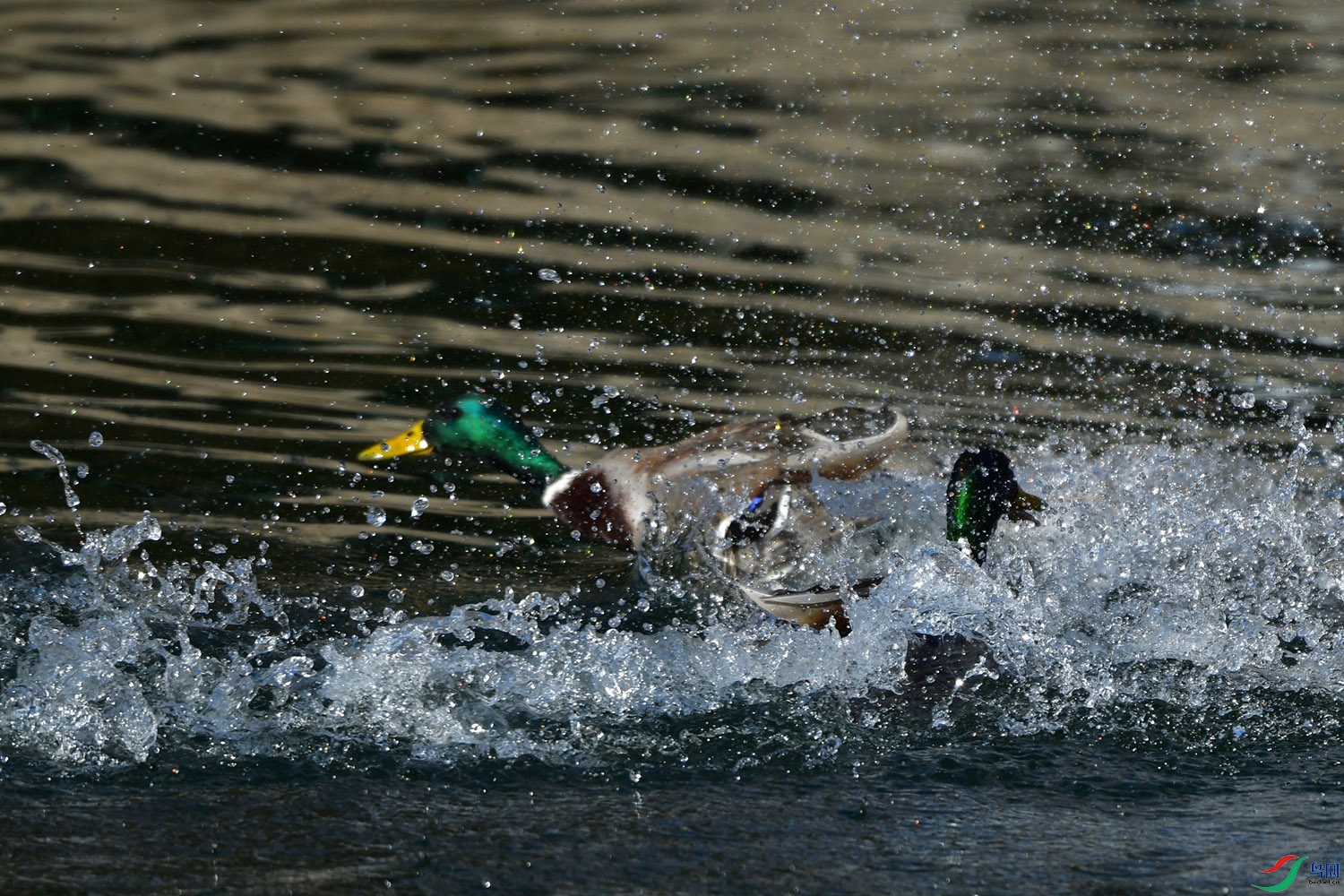 DSC_2583.jpg