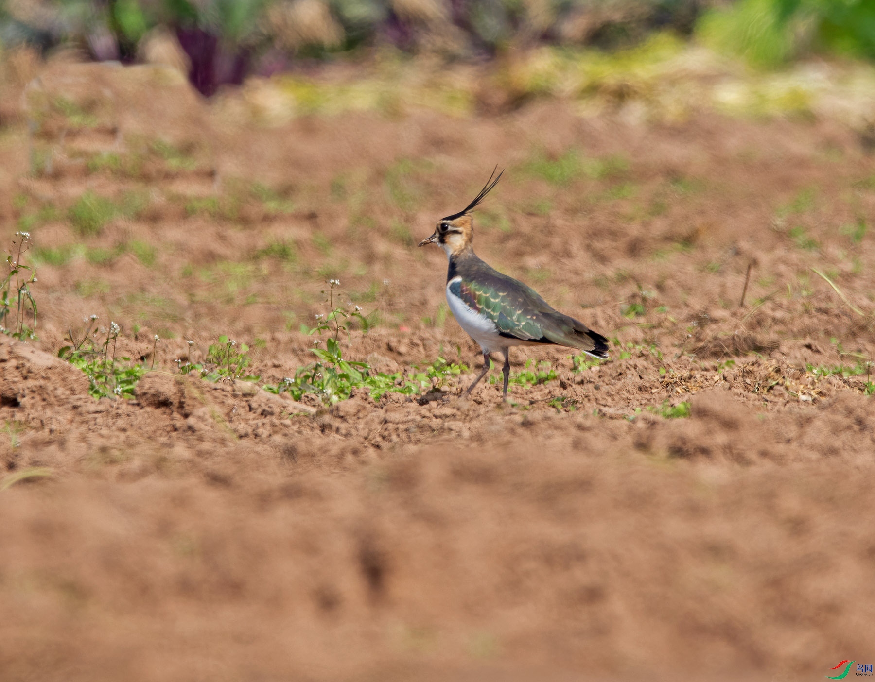 DSC_2495.jpg