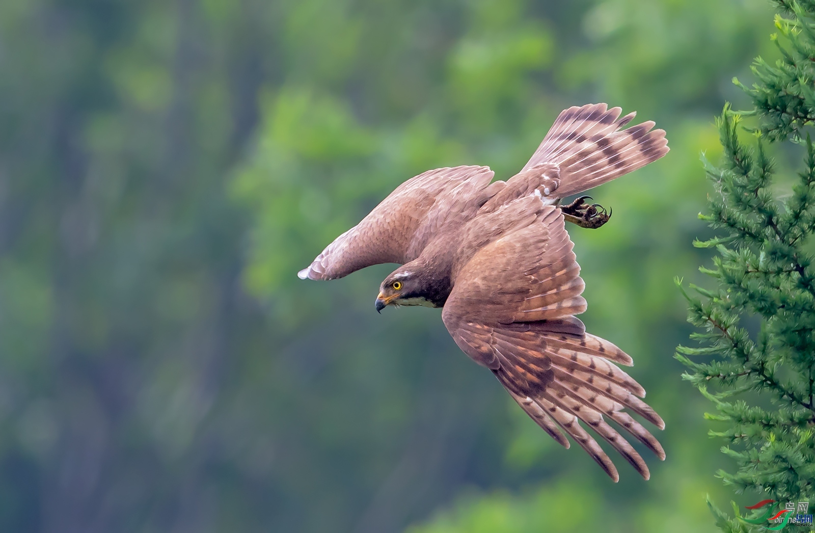 ��ɫ���� ��ʦ����������ʡ��˳����ԭ����������.jpg