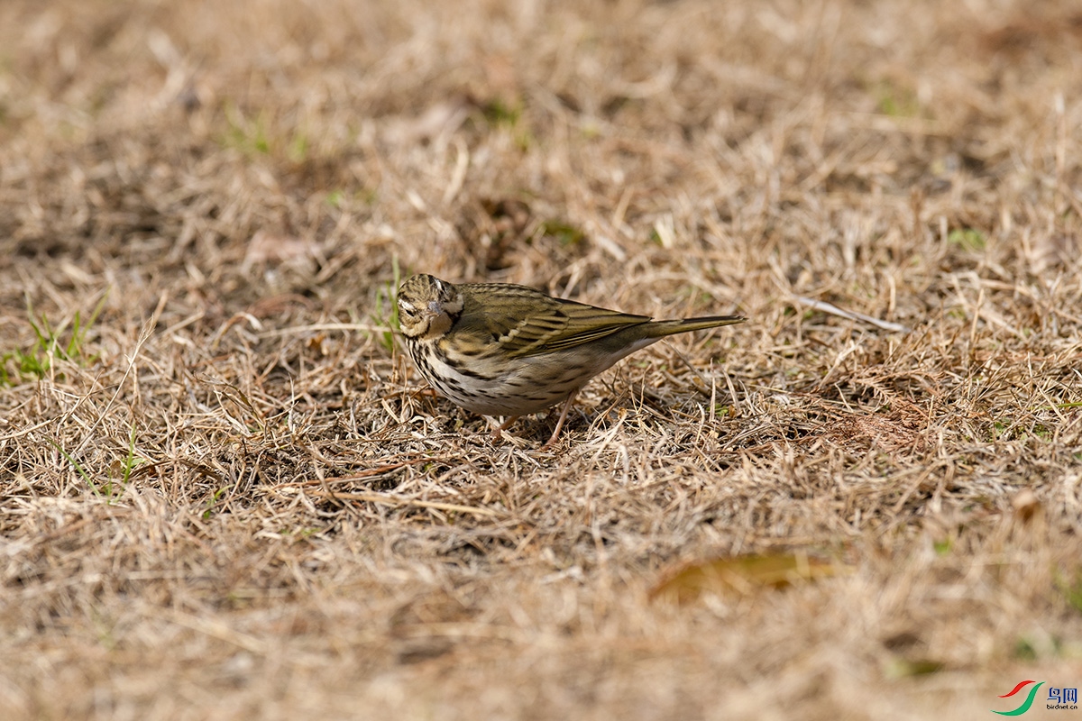 DSC_3831����.jpg