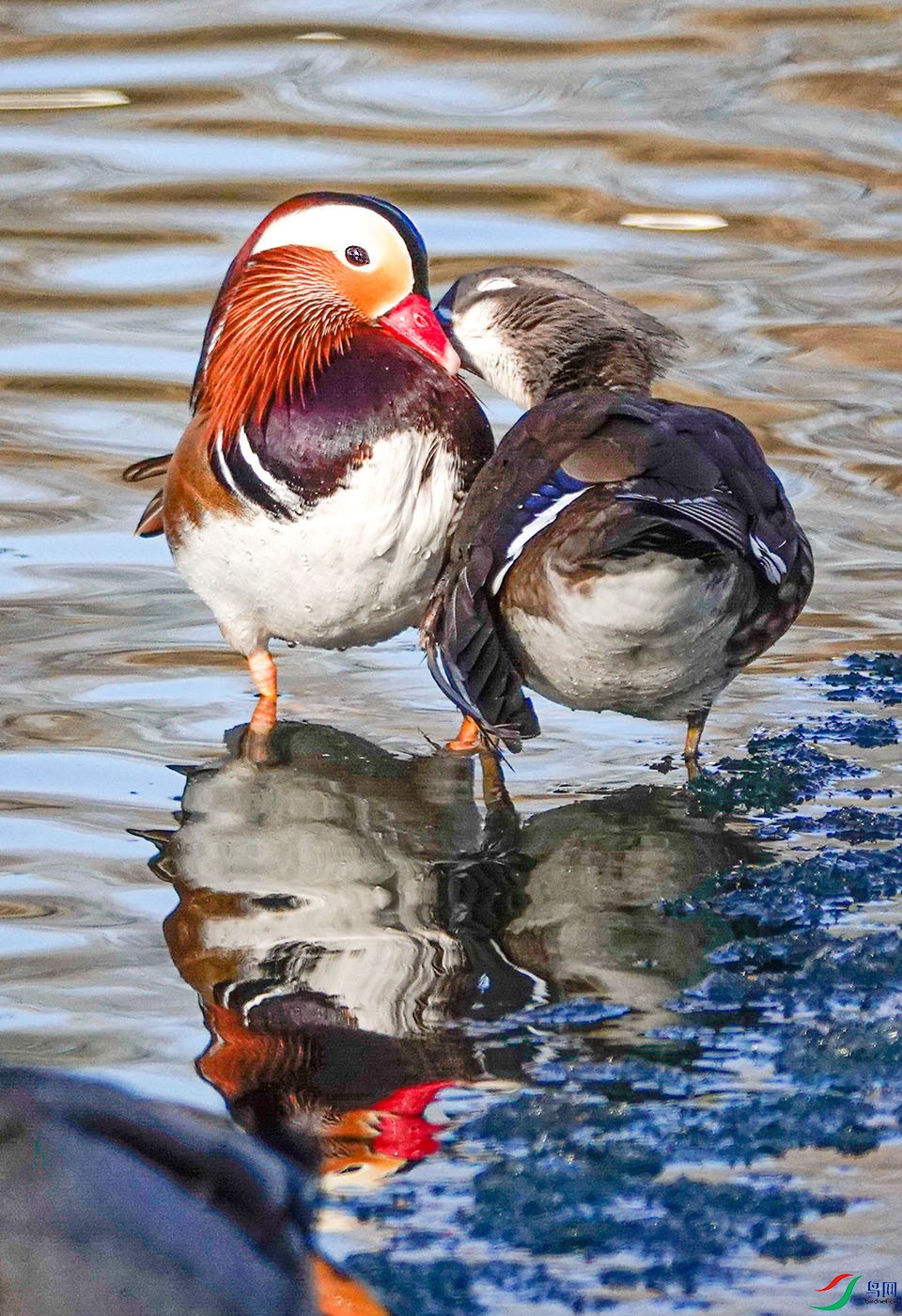 鸳鸯夫妻秀恩爱