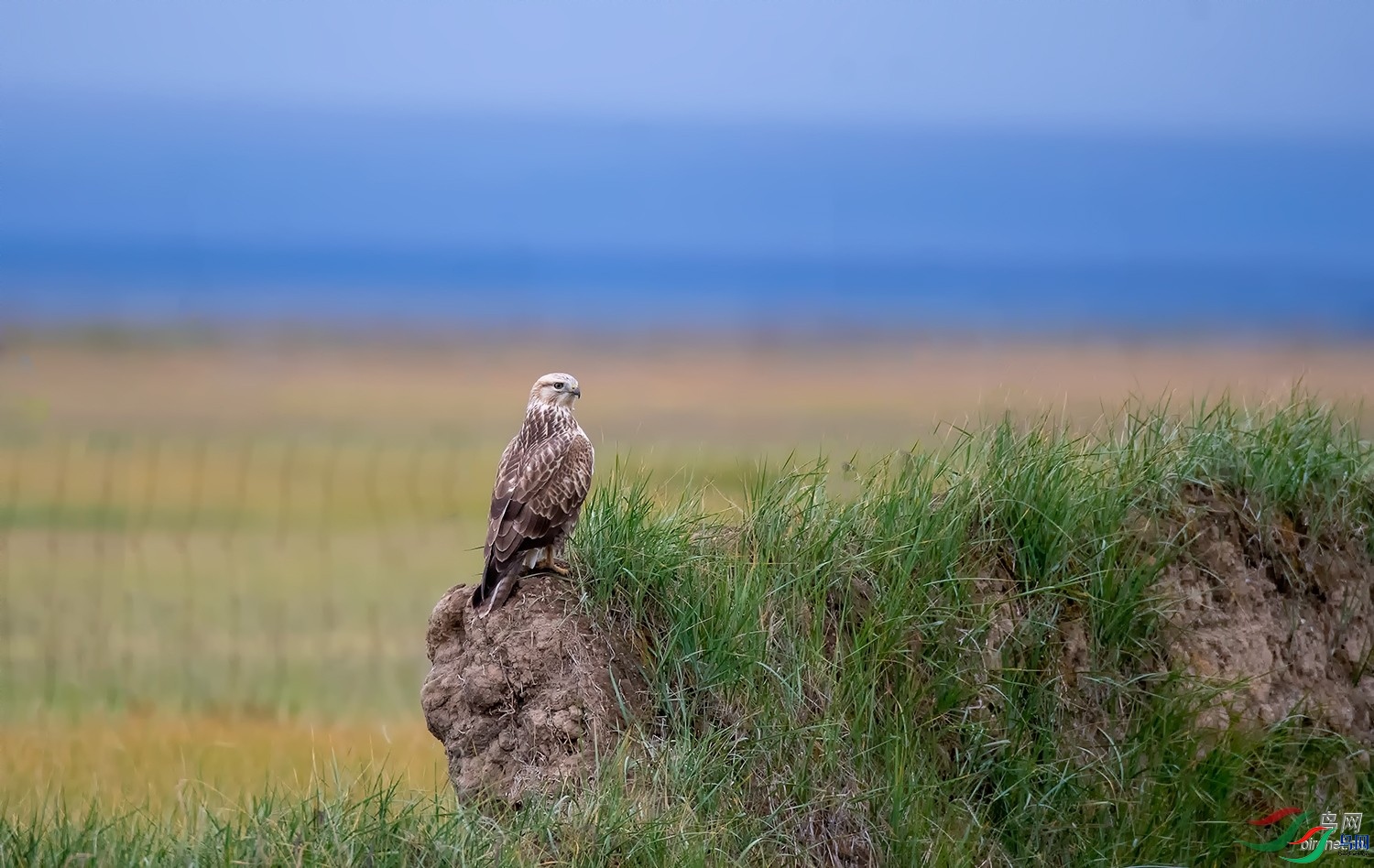 ��ɫ����  ��ʦ�������½�**�����������������ɹ������ݺ;���.jpg