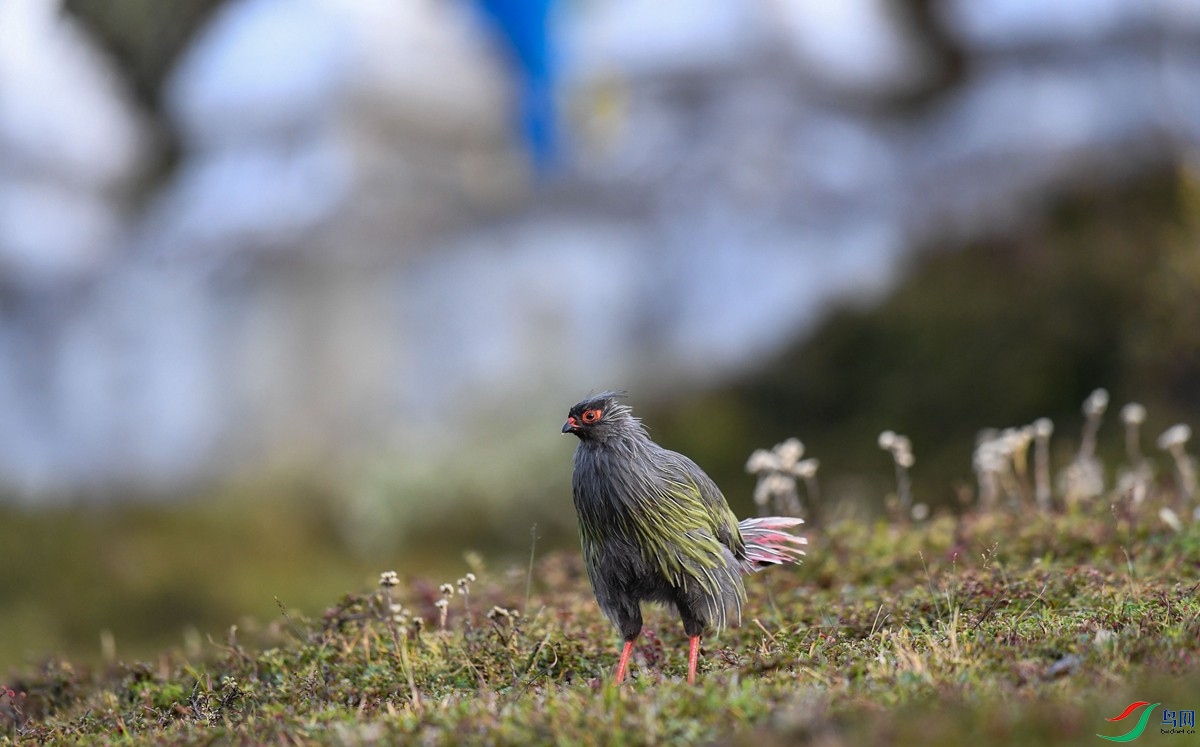 �����µ�����