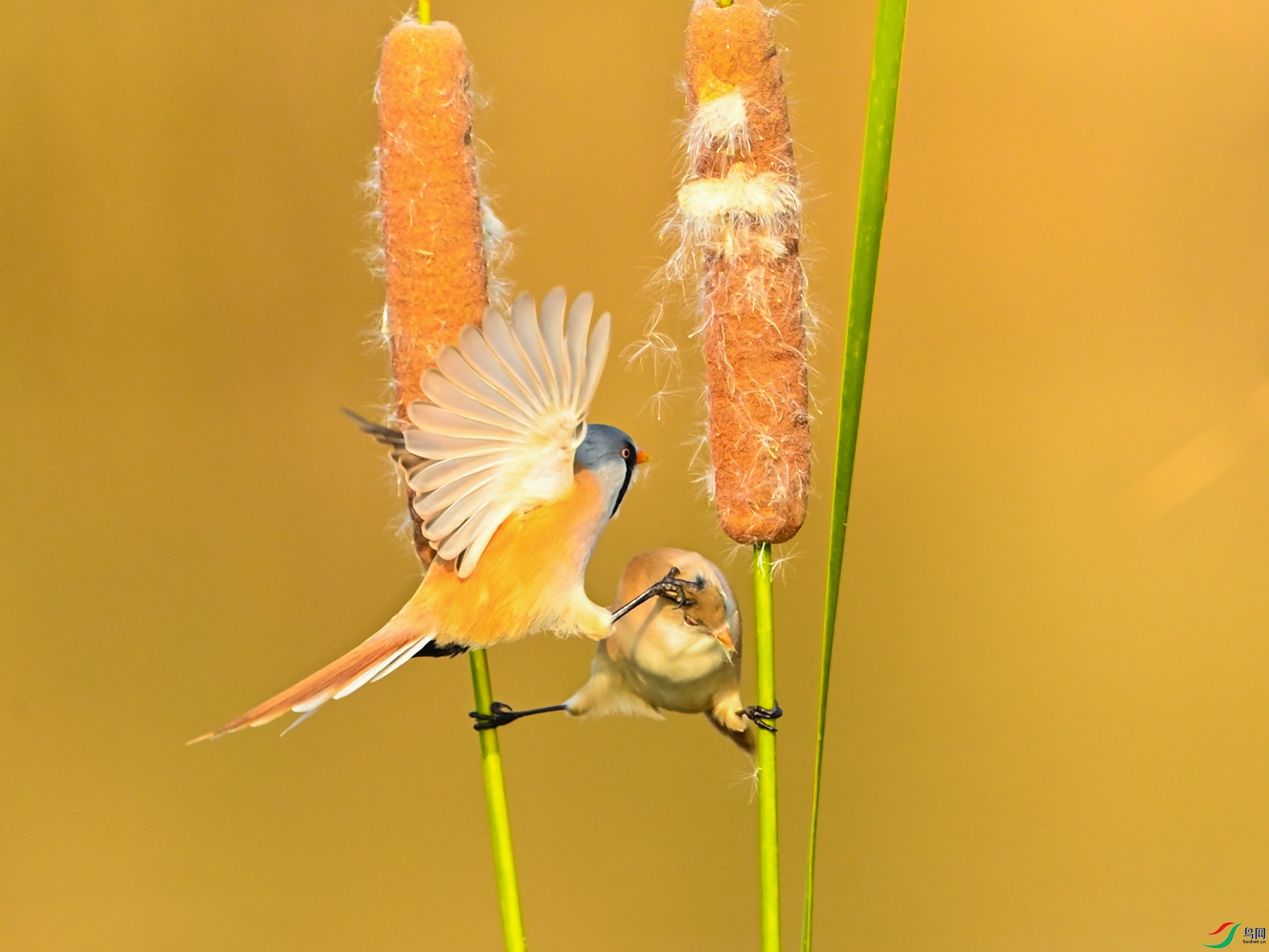 �ɰ�����˫����