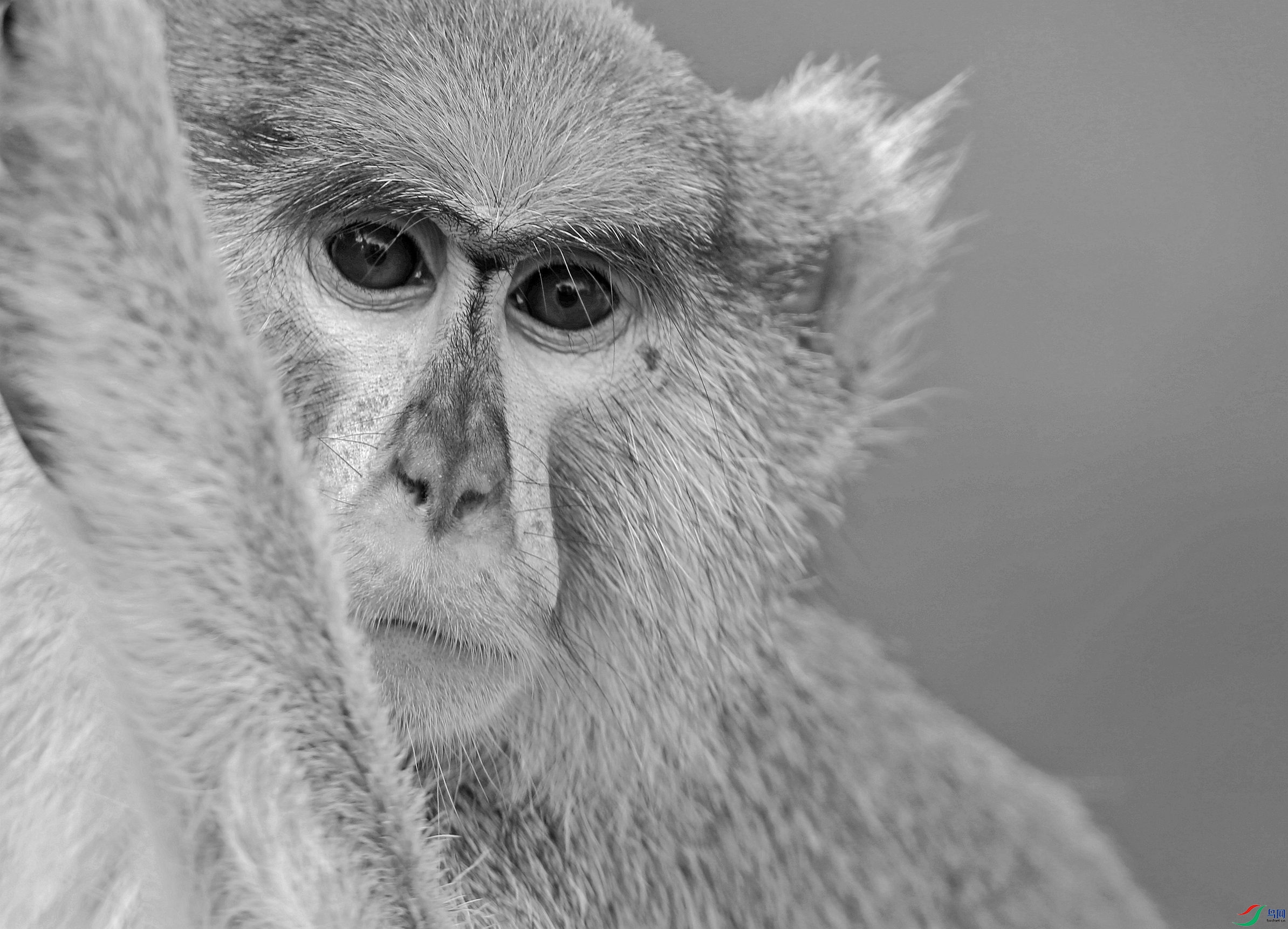 眼神------赤猴特写