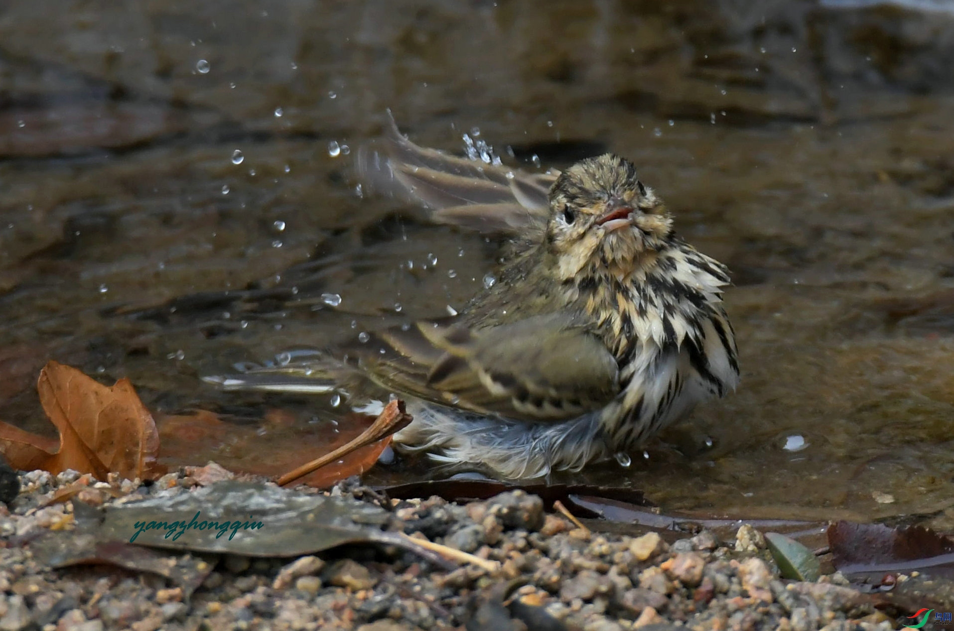 DSC_7058.jpg