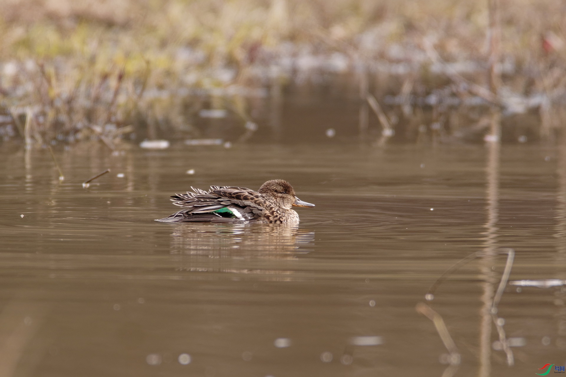 DSC07244_DxO.1.jpg