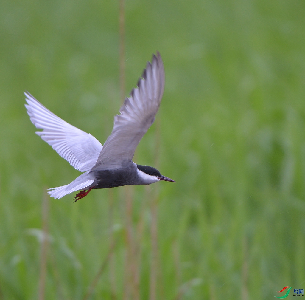 DSC_7563.jpg