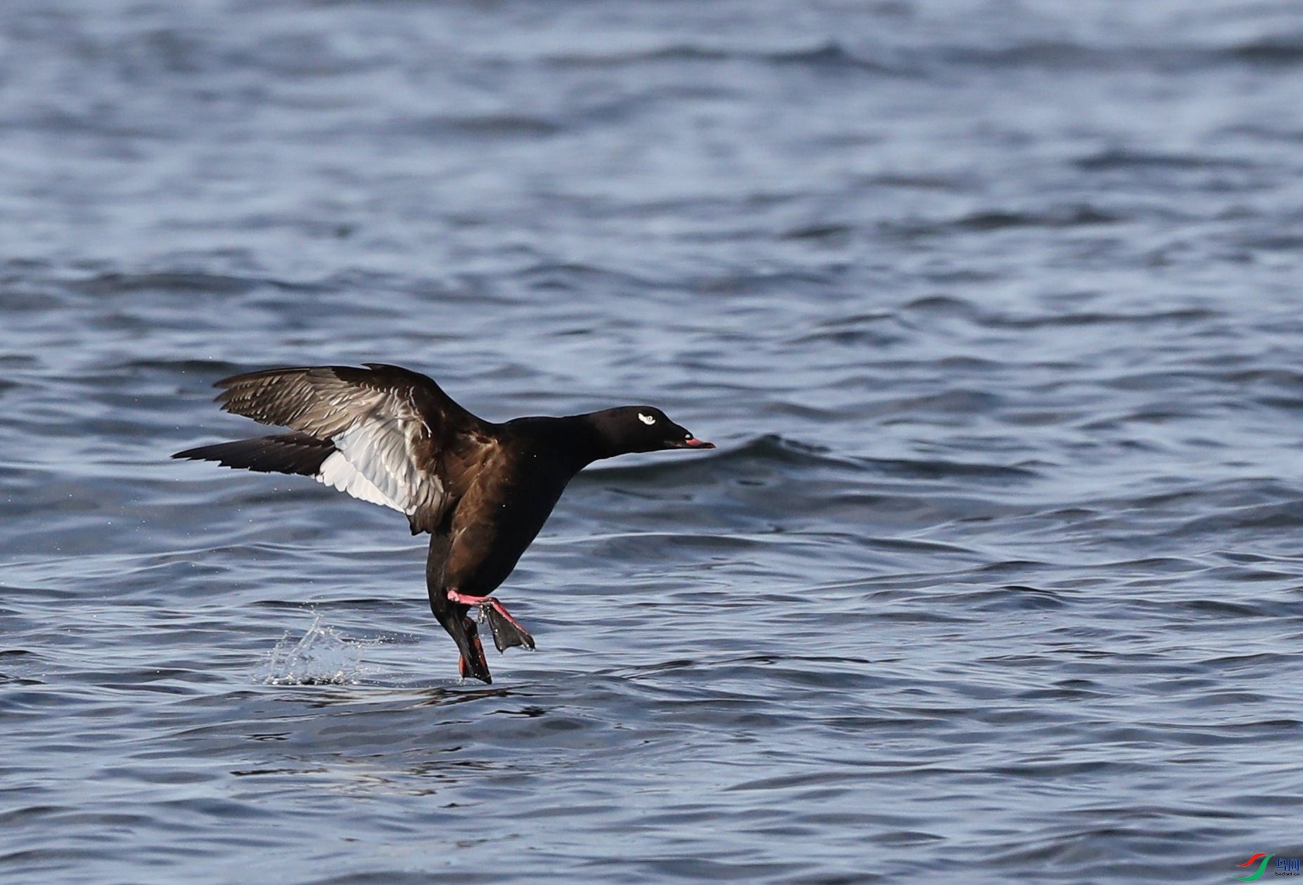 [水鸟] 子弹在飞-----白翅绒鸭