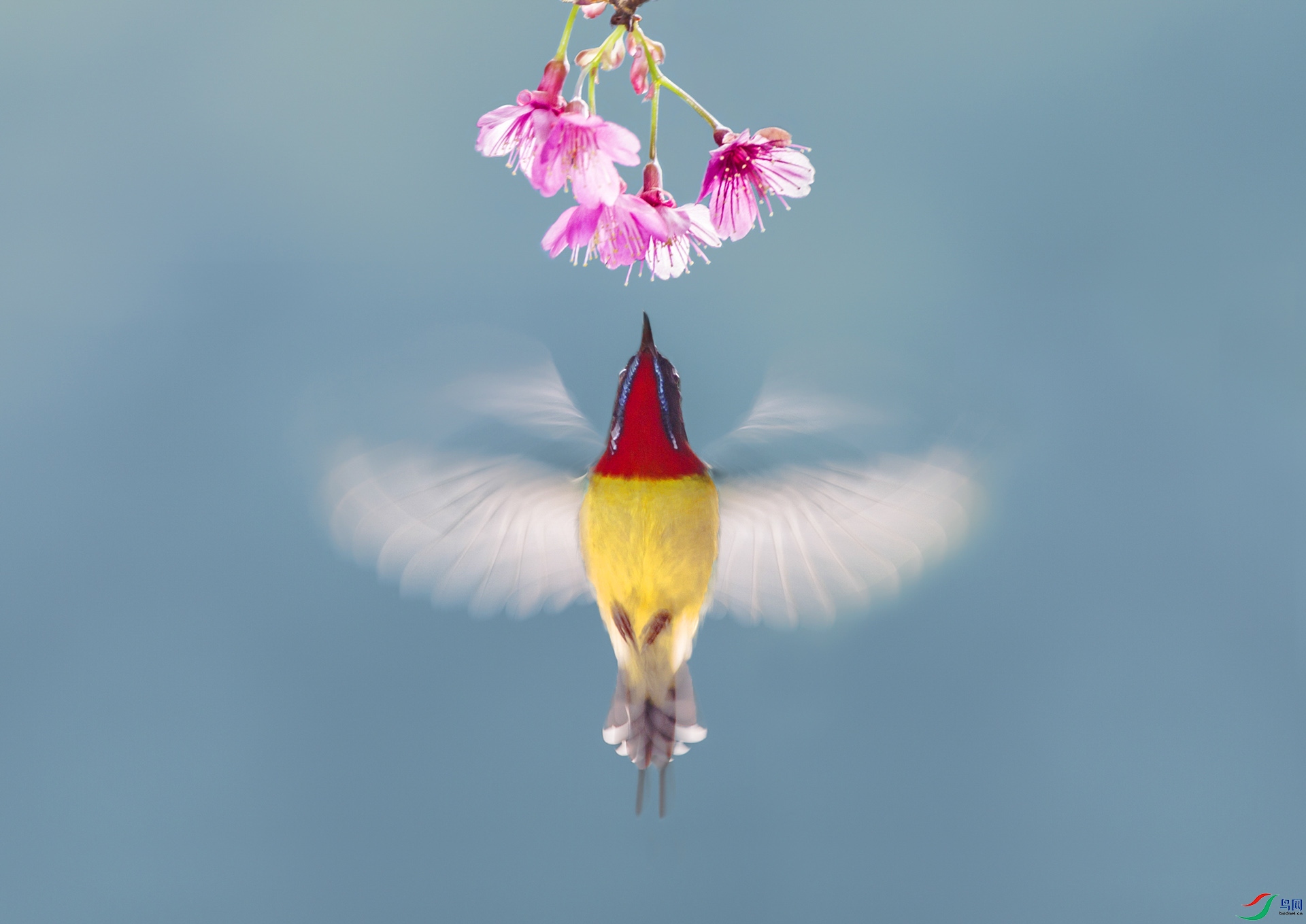 飞羽(祝贺荣获首页鸟类精华)