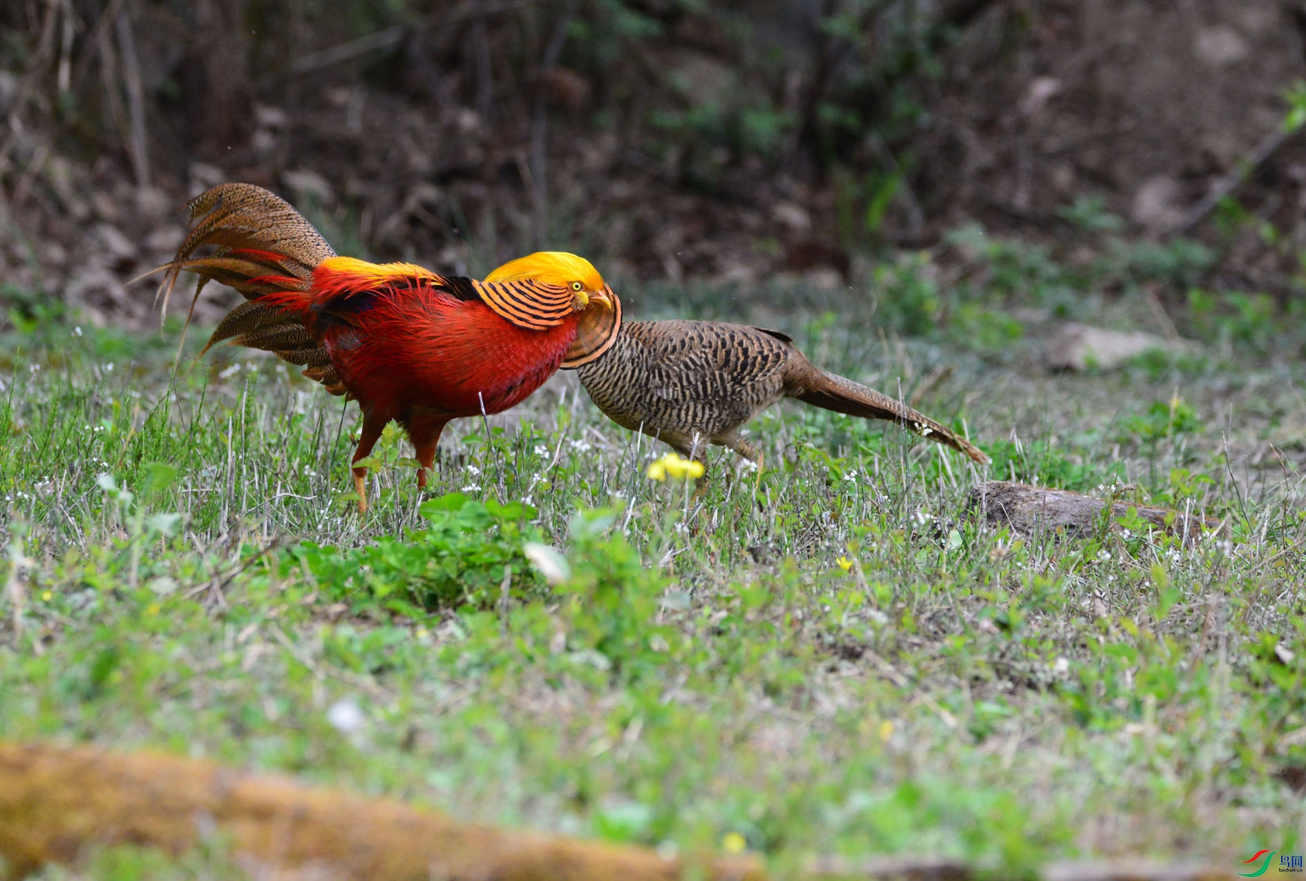 DSC_5095.JPG
