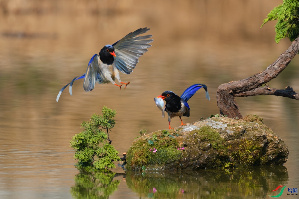 DSC_3513 ����_1.jpg