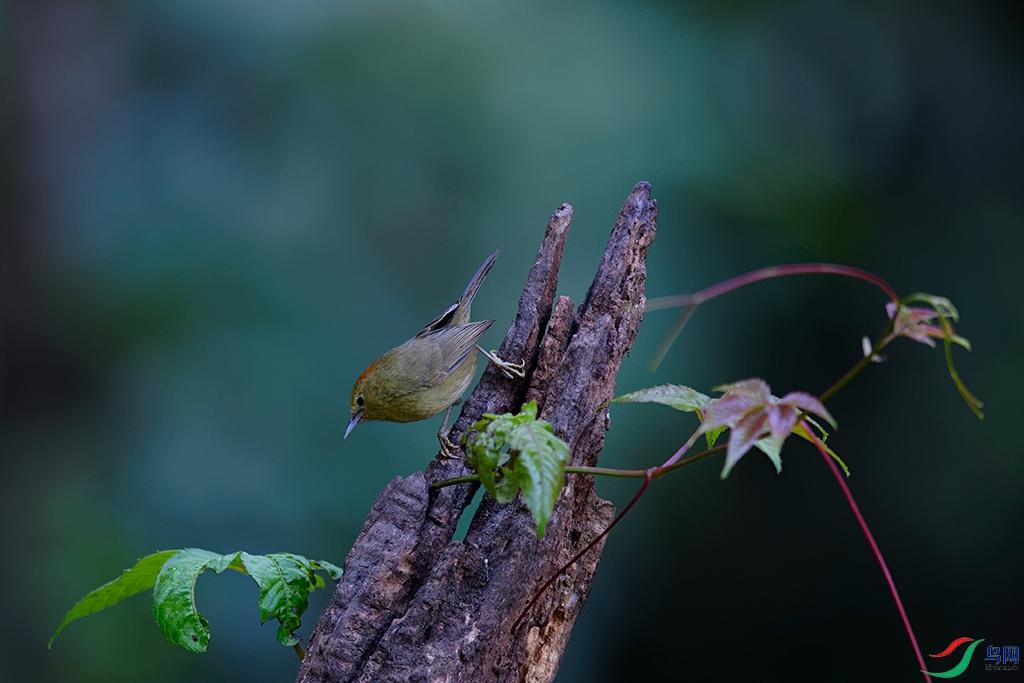 DSC_2117_DxOa.jpg
