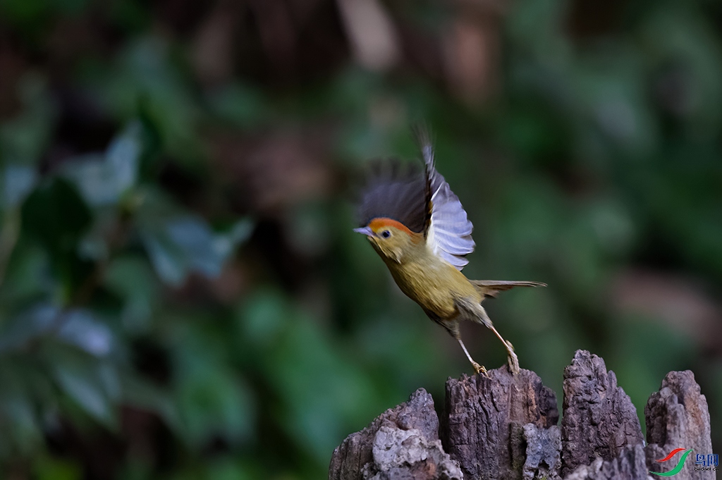 DSC_2395_DxOa.jpg